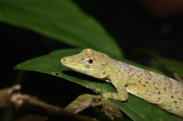 Different Types of Lizards - Ayala's anole