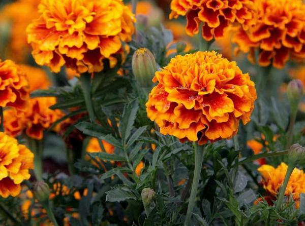 Annual Flowering Plants Definition - Aztec marigold (Tagetes erecta)