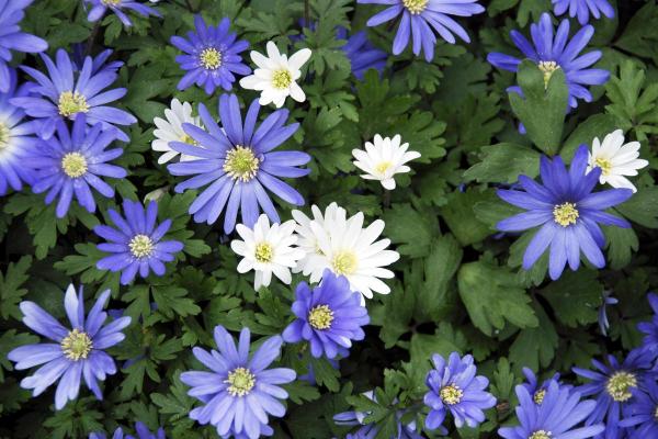 Flowers in Season in March - Balkan anemone (Anemonoides blanda)
