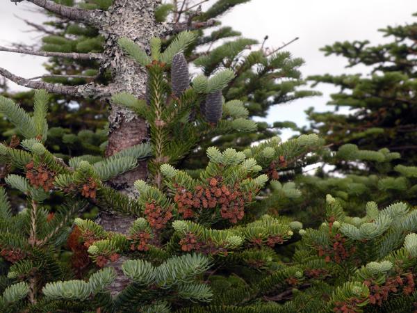 Different Types of Fir Trees - Balsam fir (Abies balsamea)