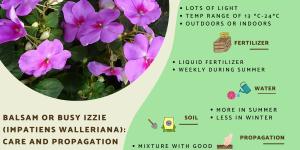 Balsam Flower Plant Care Guide