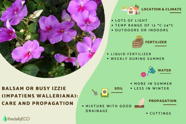Balsam Flower Plant Care Guide