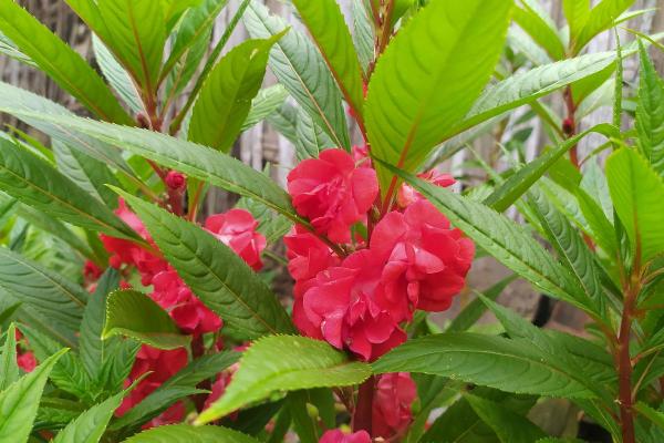 Best Outdoor Plants That Enjoy Shade - Balsam (Impatiens balsamina)