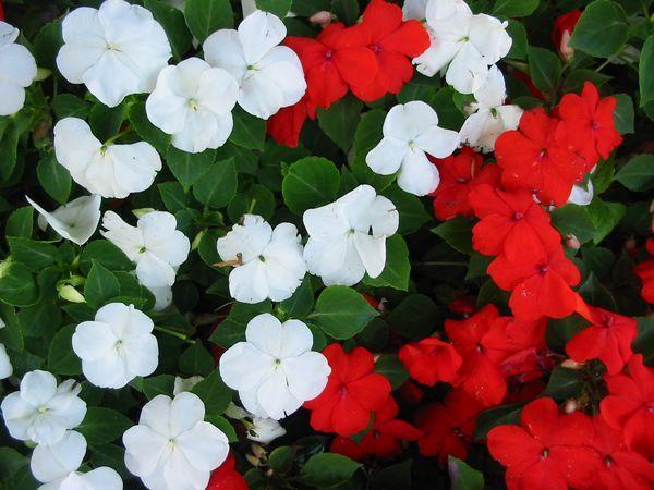 Plants With Flowers That Bloom All Year - Balsam (Impatiens walleriana)