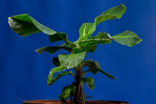 Indoor Banana Tree Plant Care and Propagation - Banana tree plant light, temperature and location