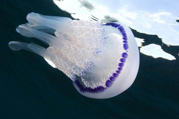 Mediterranean Jellyfish Species - Barrel jellyfish (Rhizostoma pulmo)