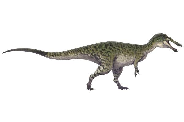 What Dinosaurs Were Found in Spain? - Baryonyx