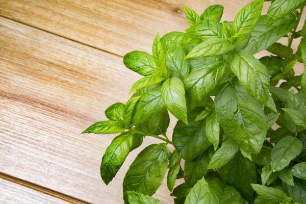Plants That Repel Mosquitoes - Basil (Ocimum x citrodorum)