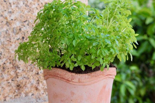 10 Types of Basil - Basil Pluto (Ocimum basilicum "Pluto")