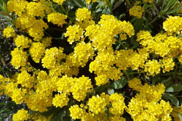 What Are Perennial Plants? - Basket of Gold (Alyssum saxatile)