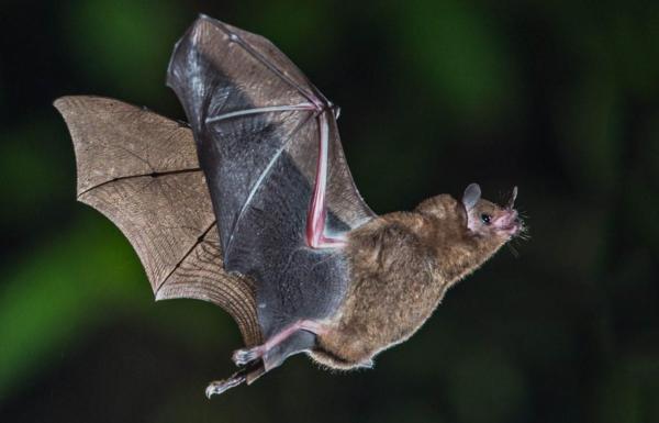 What Is Echolocation and What Animals Use It? - Bats