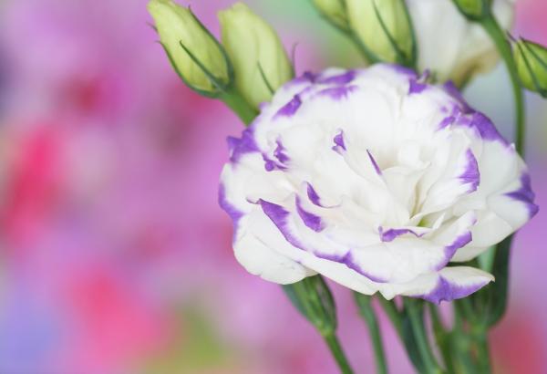 Flowers That Look Like Roses - Beach rose