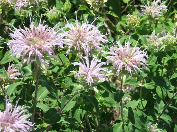 Plants That Repel Mosquitoes - Bee balm (Monarda fistulosa)