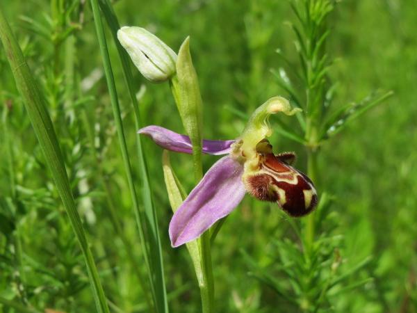 The Rarest Orchids in the World - Bee orchid (Ophrys apifera)