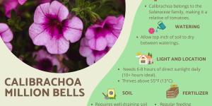 Beginner’s Guide to Calibrachoa or Million Bells