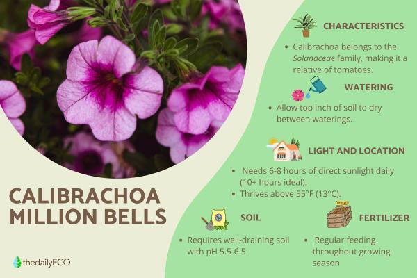 Beginner’s Guide to Calibrachoa or Million Bells