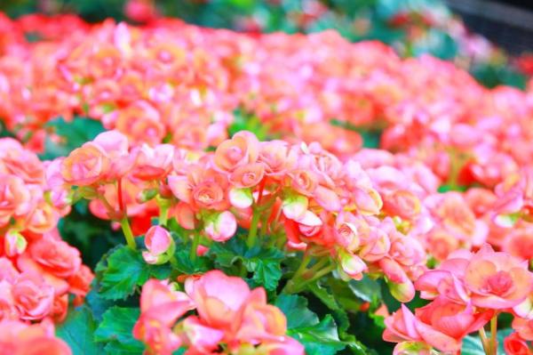 Plants With Flowers That Bloom All Year - Begonia (Begonia spp.)