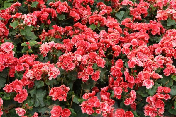 The Best Partial-Shade Plants - Begonias