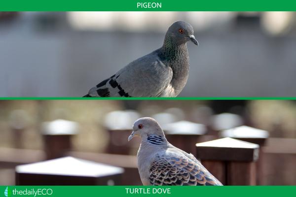 Difference Between Turtle Dove vs. Pigeon - Behavior
