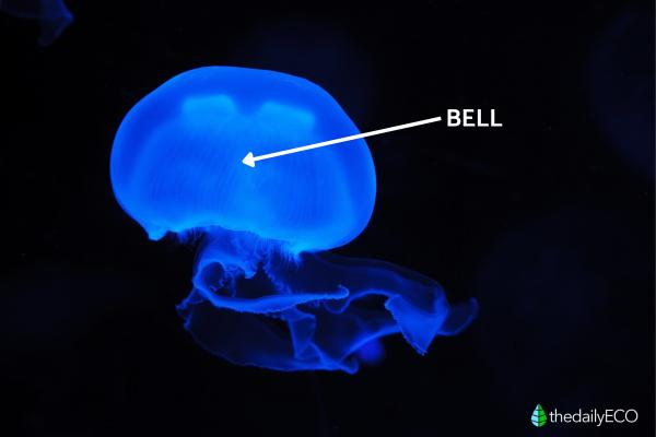 Jellyfish Anatomy - Parts of a Jellyfish - Bell