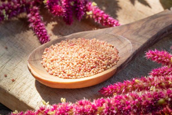 What Does Amaranth Do to the Body? - Benefits of amaranth
