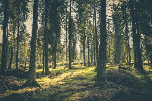Forest Bathing - Discover the Power of Shinrin-yoku - Benefits of forest bathing