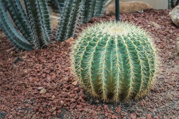 Lava Rock for Plants - Benefits of lava rock for plants