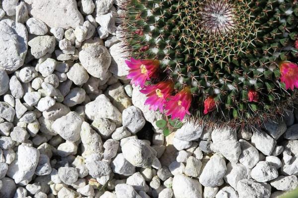How to Use Pumice in Plants - Benefits of pumice for plants