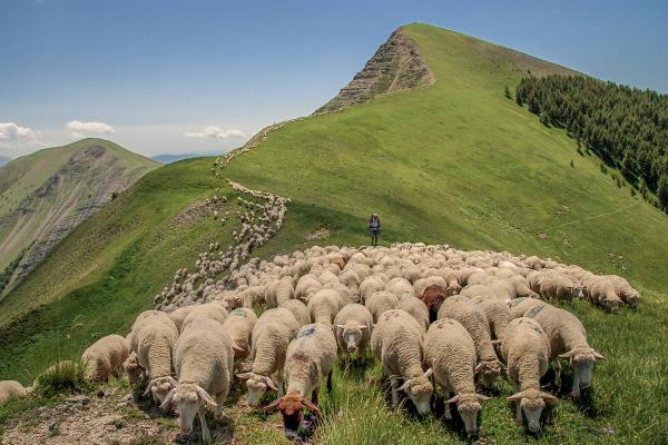 What Are the Benefits of Transhumance? - Benefits of transhumance