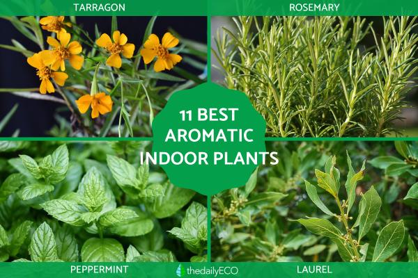 Best Aromatic Indoor Plants