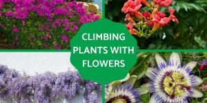 Best Climbing Plants with Flowers
