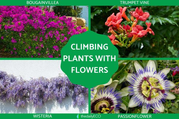 Best Climbing Plants with Flowers