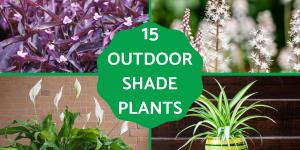 Best Outdoor Plants That Enjoy Shade