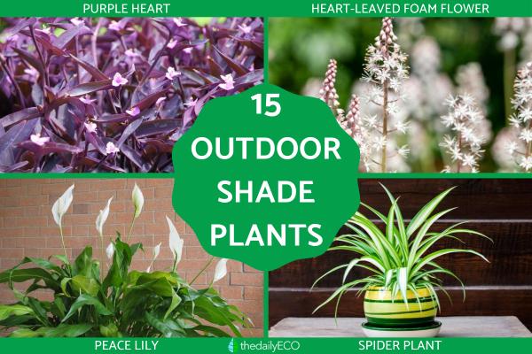 Best Outdoor Plants That Enjoy Shade