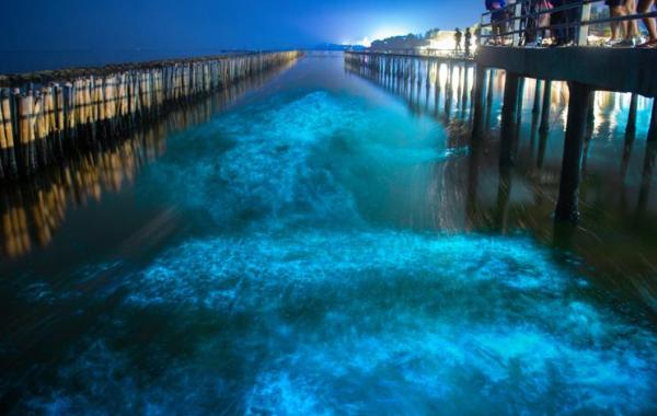 How Does Bioluminescent Light Work? - Best places in the world to see bioluminescence