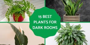 Best Plants for Dark Rooms