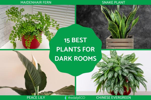 Best Plants for Dark Rooms