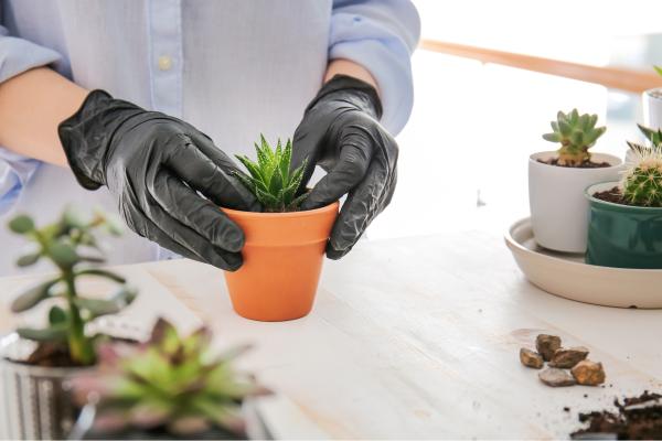 What's the Best Soil for Cacti and Succulents? - Best pots for cacti and succulents