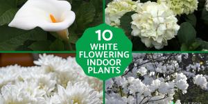 Best White Flowering Indoor Plants for Home Decor