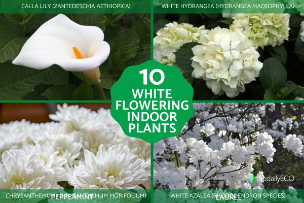 Best White Flowering Indoor Plants for Home Decor