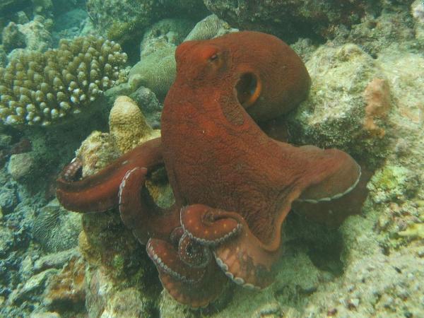 Different Types of Octopus Species - Big blue octopus (Octopus cyanea)