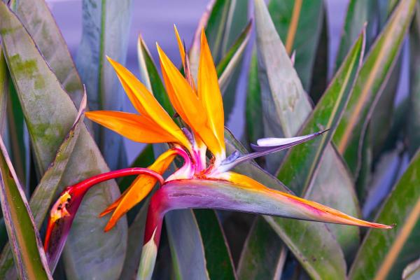 Large and Hardy Indoor Plants - Bird of paradise (Strelitzia reginae)