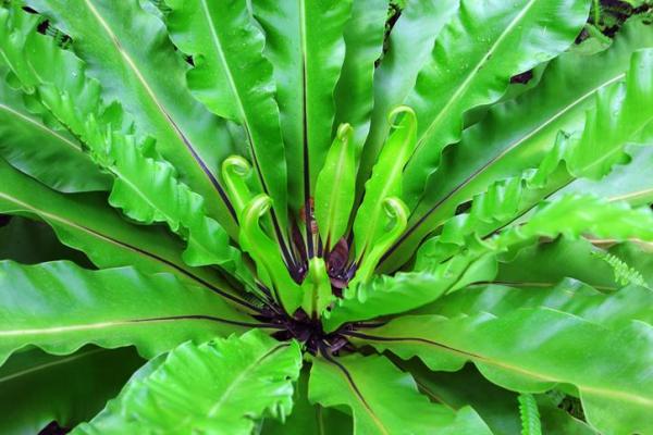 Plants With Colorful Leaves - Bright Foliage Plants - Bird's-nest fern (Asplenium nidus)