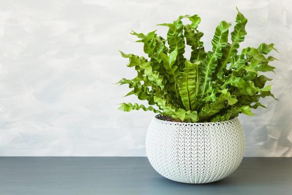 How to Care for Indoor Ferns - Bird's-nest fern (Asplenium nidus)
