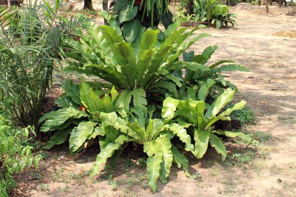 Best Outdoor Plants That Enjoy Shade - Bird's nest fern (Asplenium nidus)