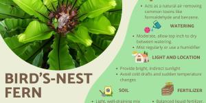 Bird's-Nest Fern Care Guide