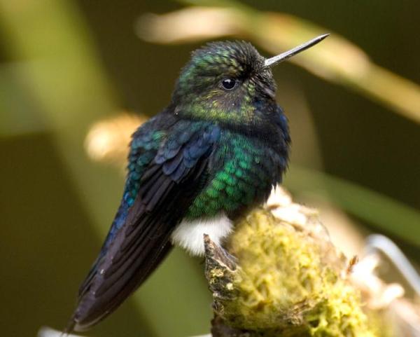 Endangered Wild Animals in Ecuador - Black-breasted puffleg (Eriocnemis nigrivestis)