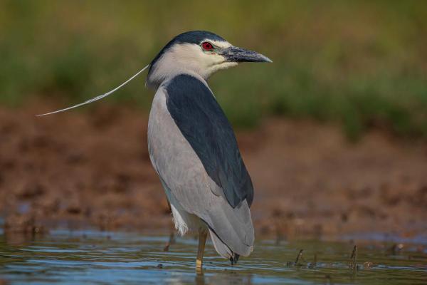 Types of Heron Birds - Black-crowned night heron