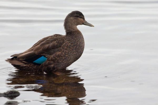 Different Types of Ducks - Black duck (Anas rubripes)