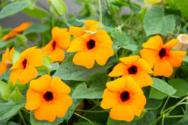 Best Climbing Plants with Flowers - Black-eyed Susan vine (Thunbergia alata)